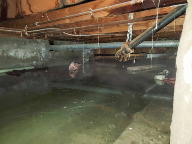 Best Professional water damage repair  in Mmaduke, AR